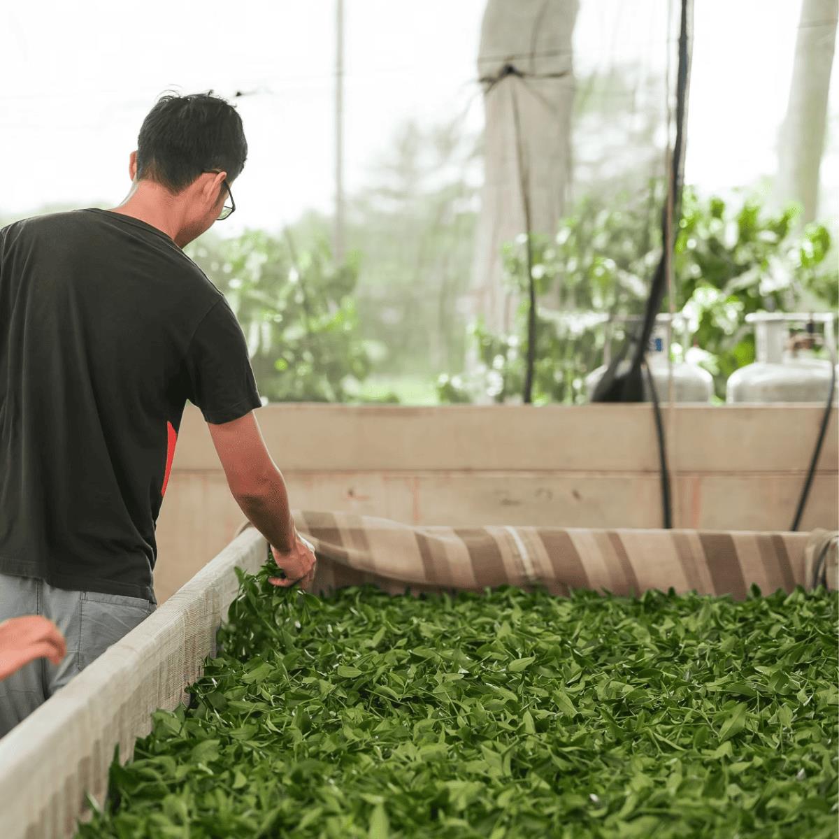 碧蘿園製茶作業，攤放茶菁的萎凋現場